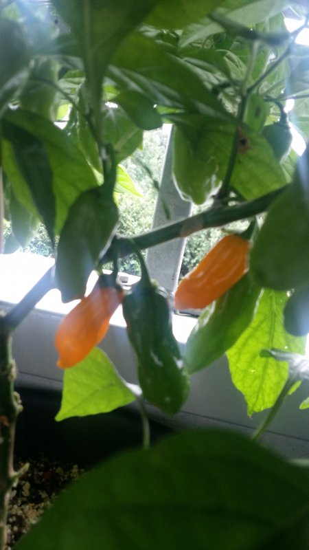 20180729_120328.jpg