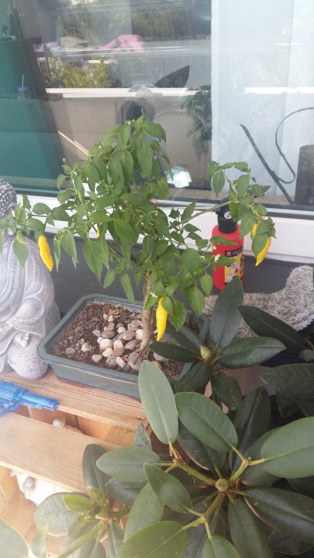 20180730_131054.jpg