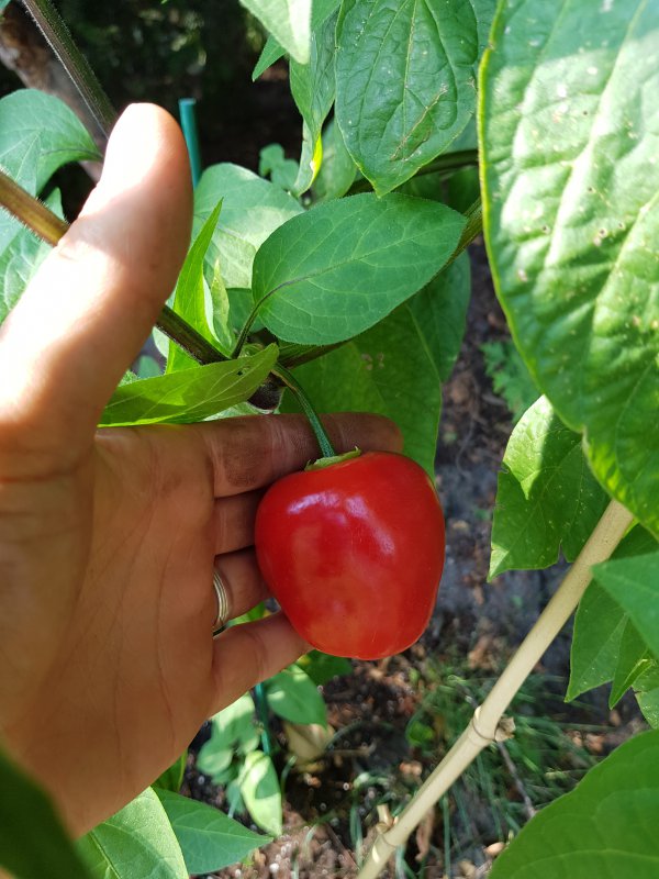 20180802_165202.jpg