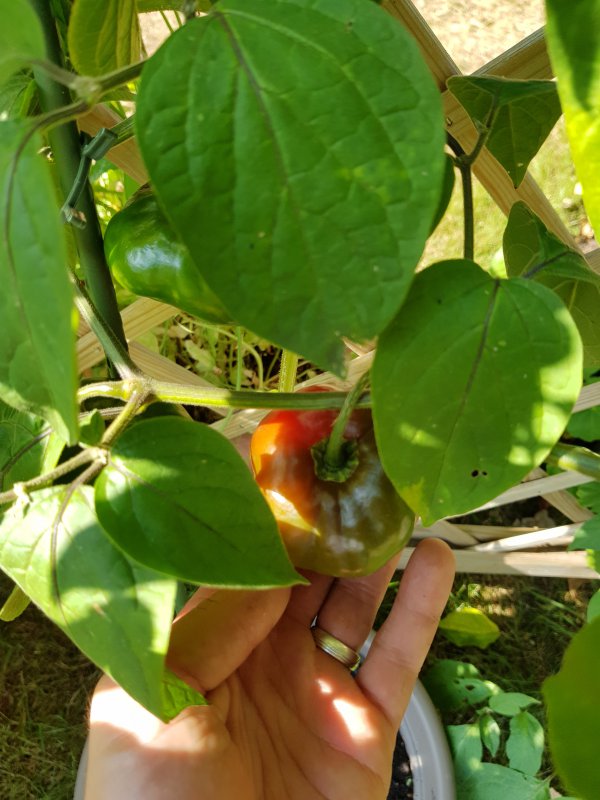 20180802_165240.jpg