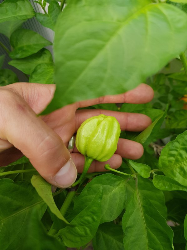 20180820_150138.jpg