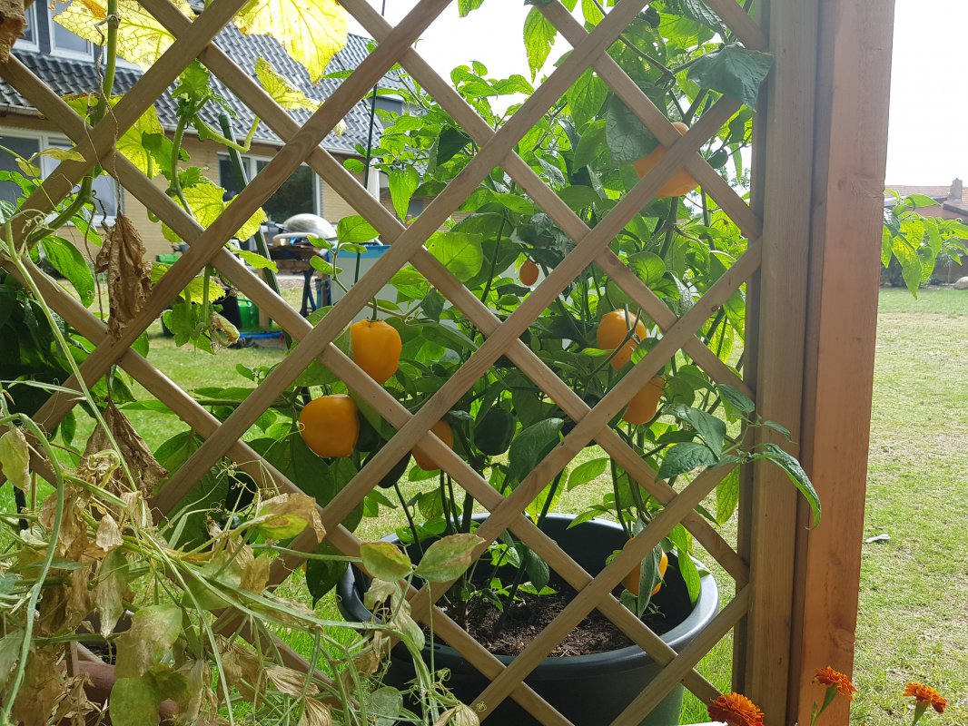 20180820_150255.jpg