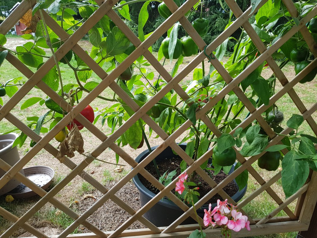 20180820_150308.jpg