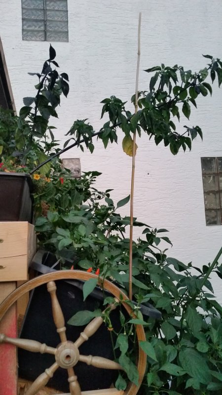 20180821_204827.jpg