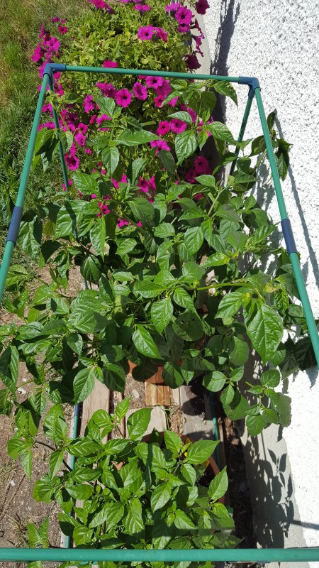 20180827_134743.jpg