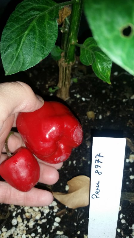 20180907_173846[1].jpg