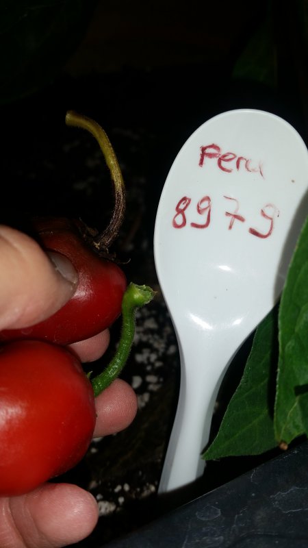 20180907_173917[1].jpg