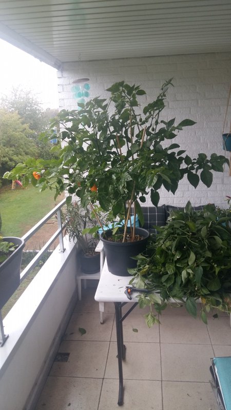 20181002_154859.jpg
