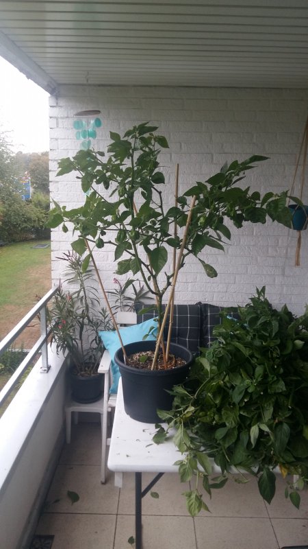 20181002_155429.jpg