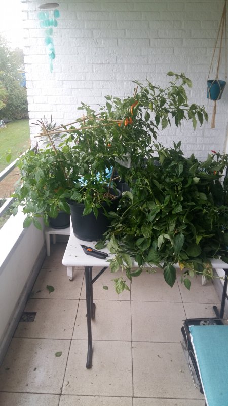 20181002_155537.jpg