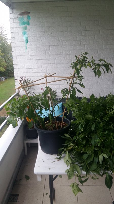 20181002_160114.jpg
