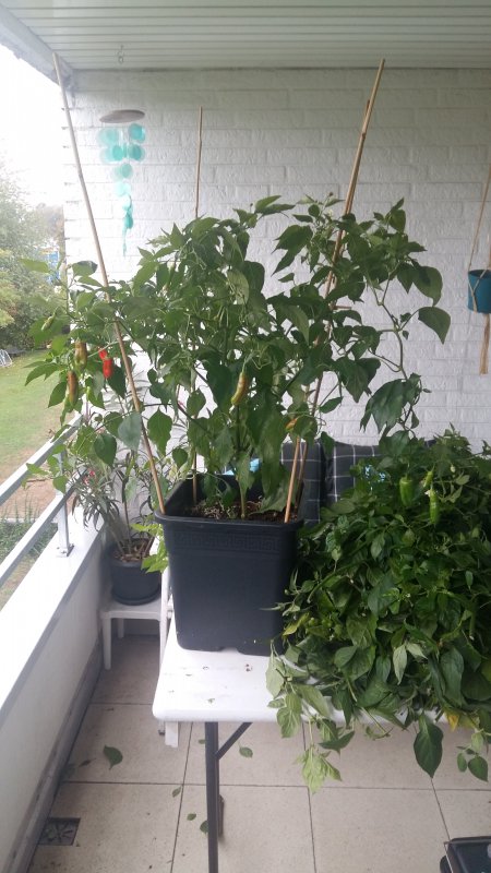 20181002_160205.jpg