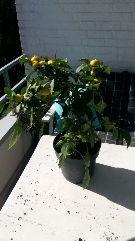 20181005_141337.jpg
