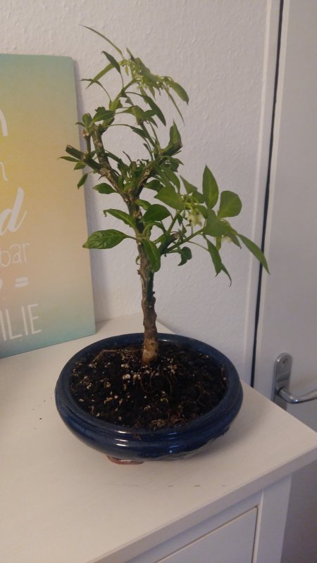 20181208_101605.jpg