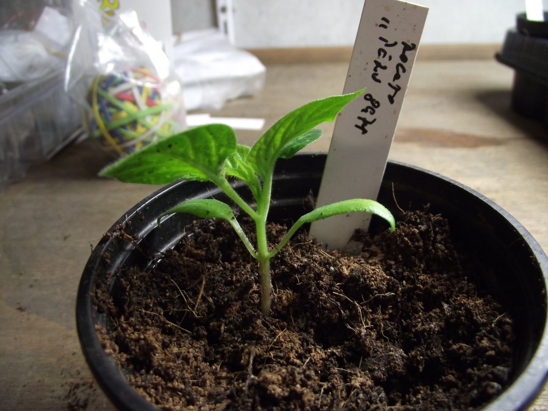 2018_0120IPK-ProjektChilis0317.JPG