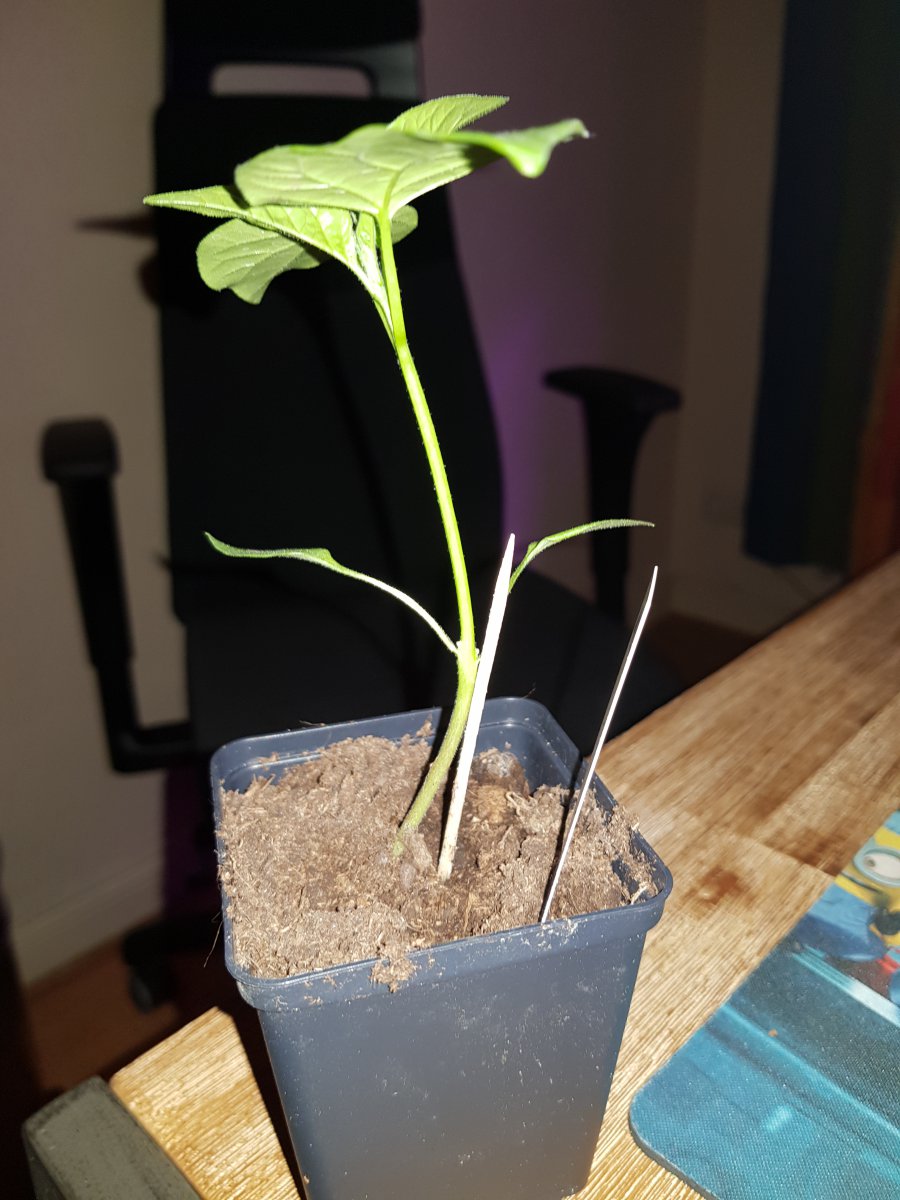20190131_174746.jpg