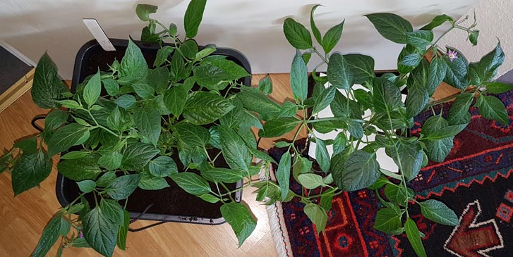 20190430_120439-klein.jpg