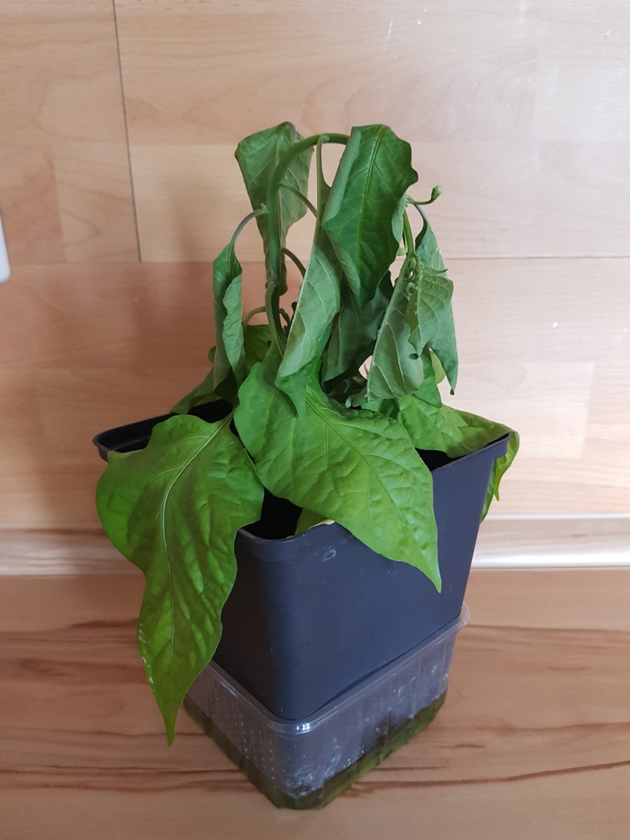 20190523_141103.jpg
