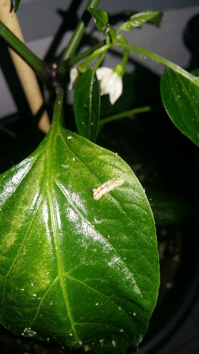 20190524_213335.jpg