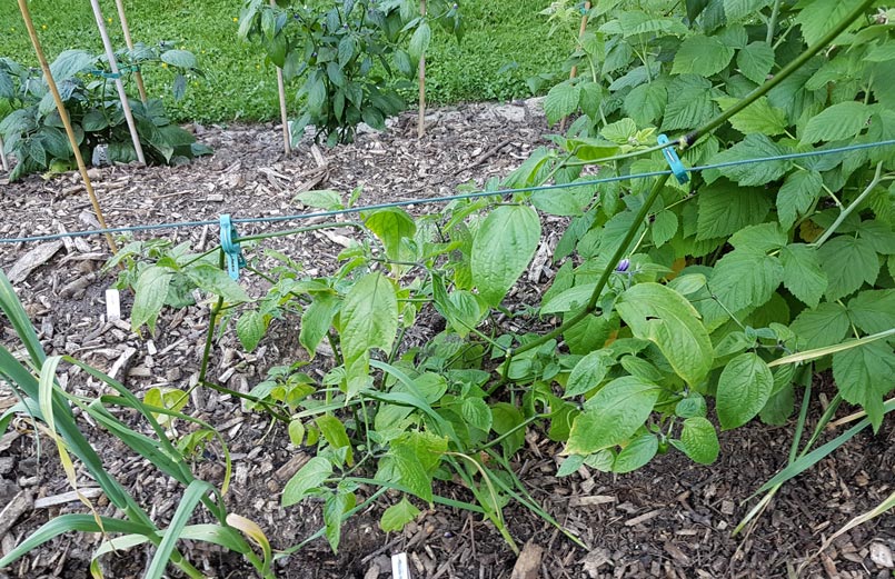 20190617_191259-klein.jpg