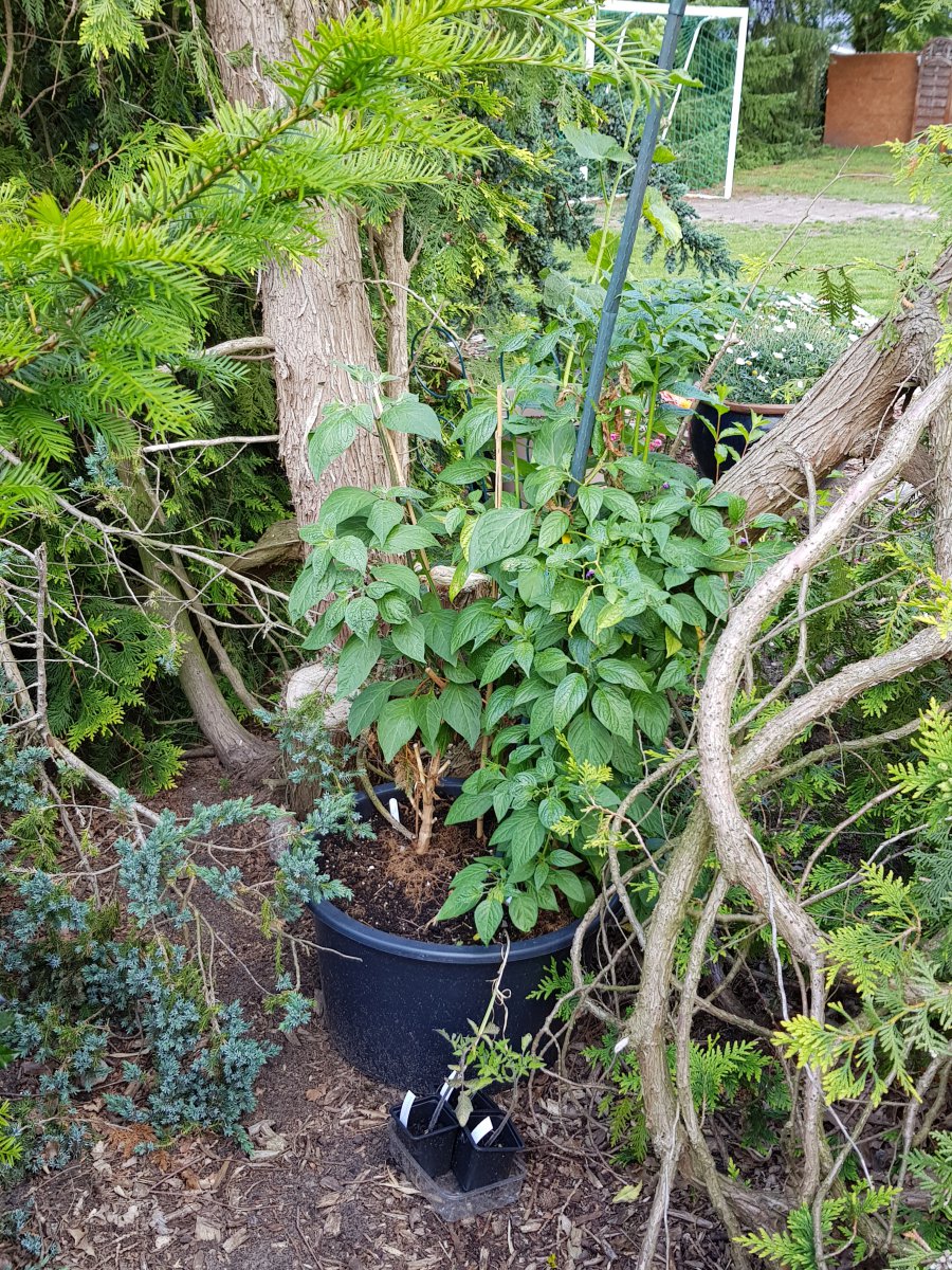 20190621_120321.jpg