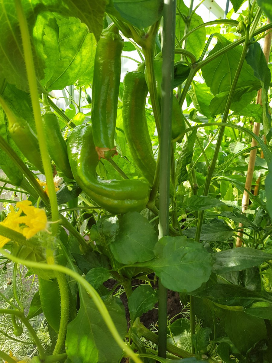 20190726_091119.jpg
