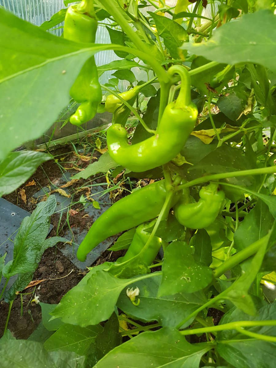 20190726_091410.jpg