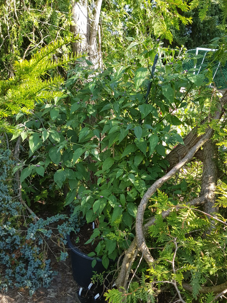 20190726_091501.jpg