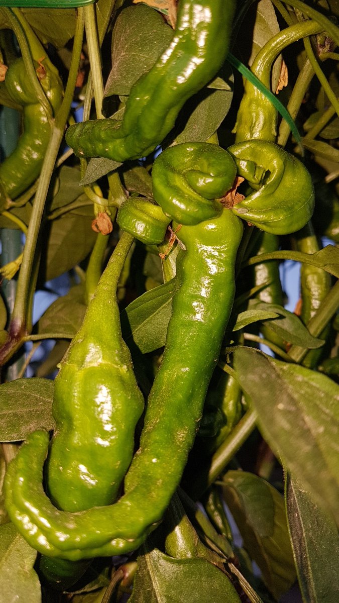 20190808_195031.jpg