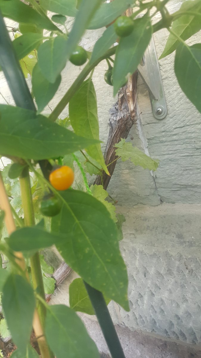 20190809_073728.jpg