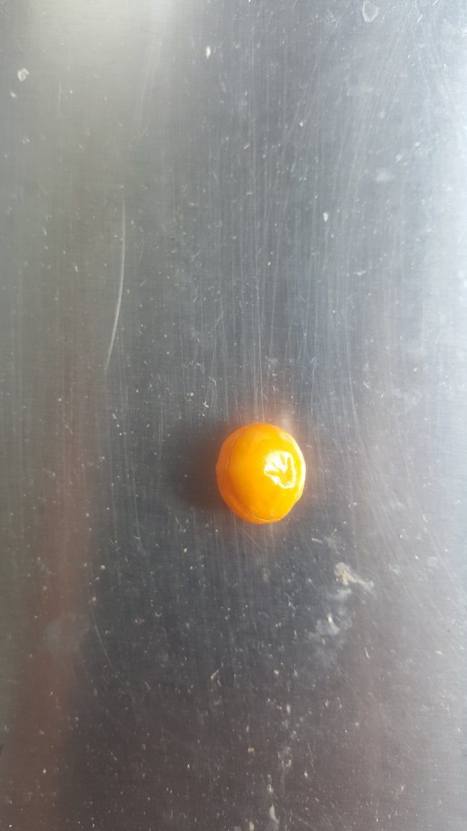 20190819_120558.jpg