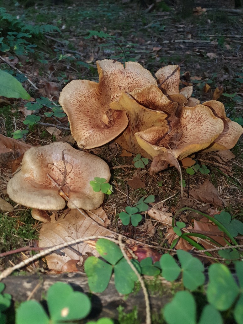 20190825_155024-775x1033.jpg