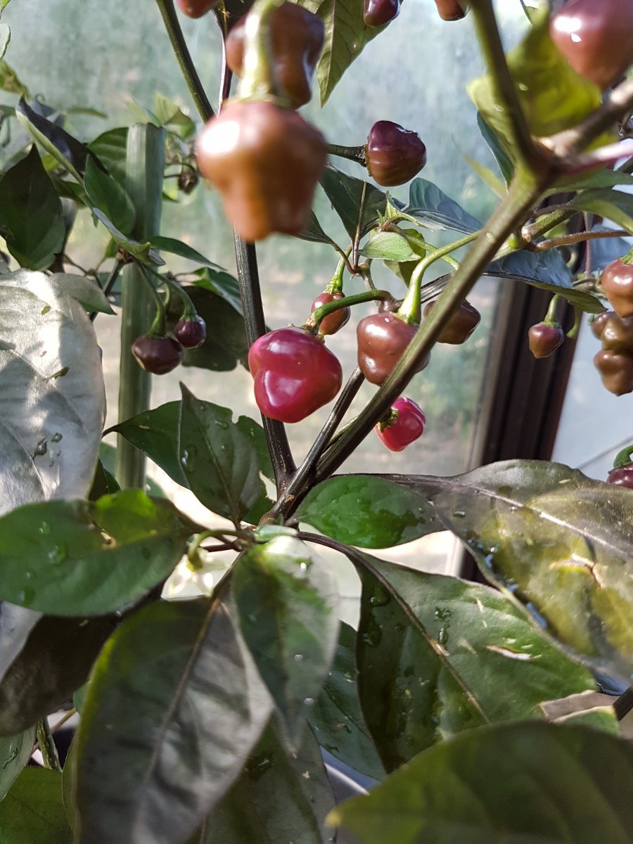 20190906_090451.jpg