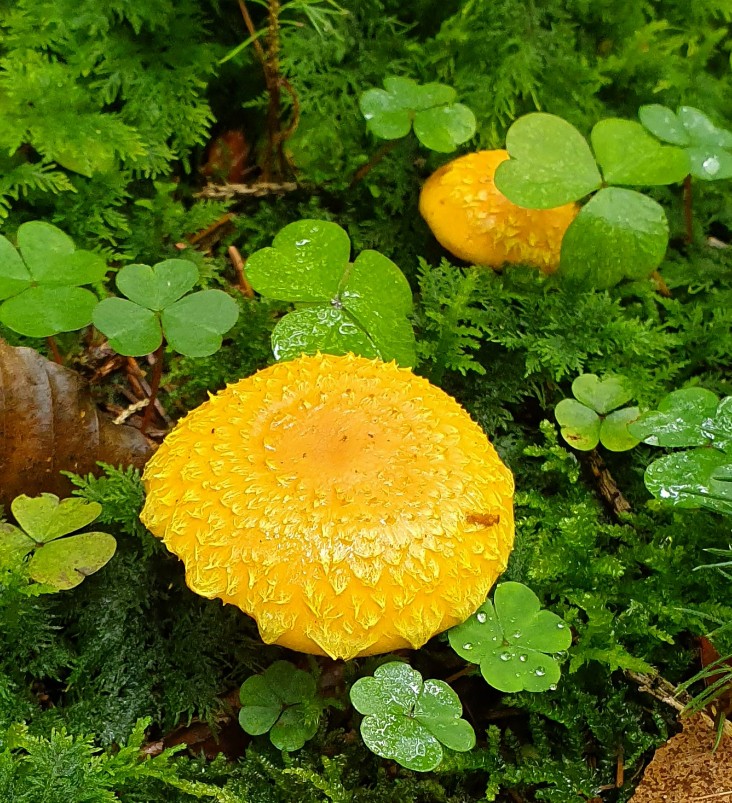 20190907_175151-732x803.jpg