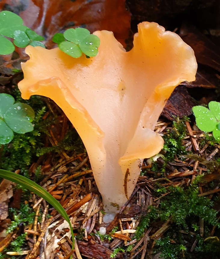 20190907_175220-732x860.jpg