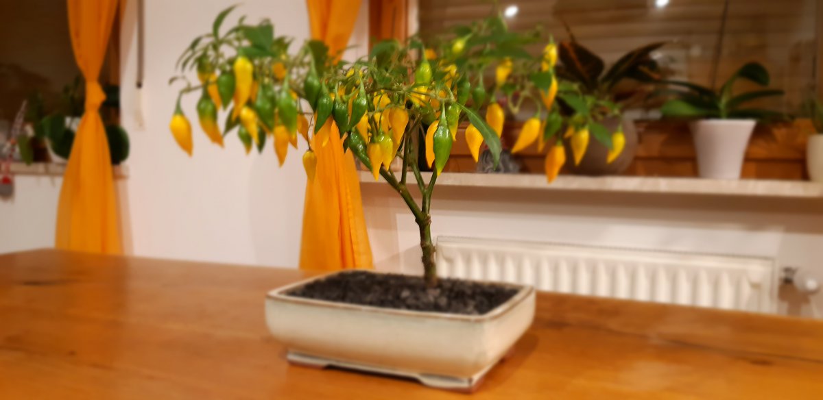 20191124_201958.jpg