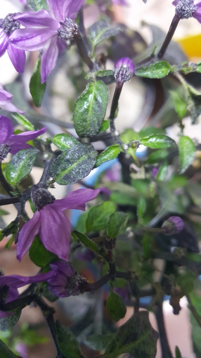 Ödembildung auf Blättern und Blüten