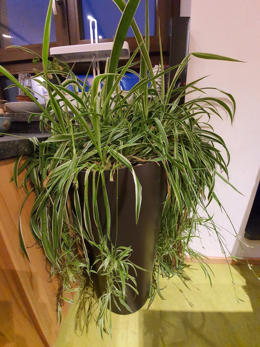 20200512_213230.jpg