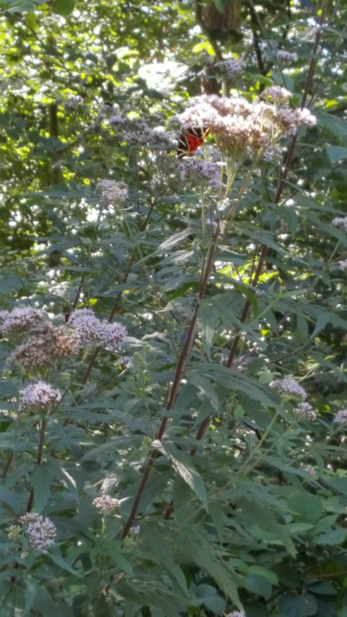 20200730_163934.jpg
