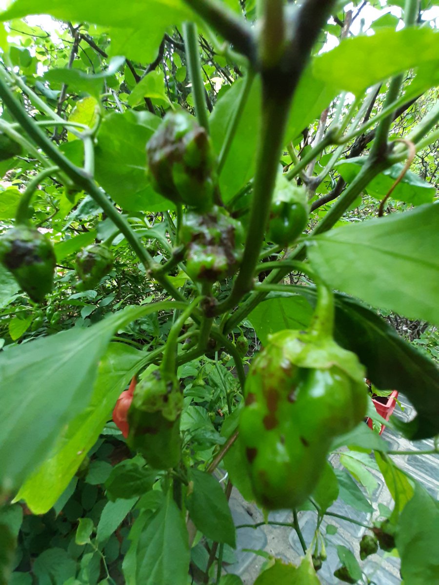 20200803_080945.jpg