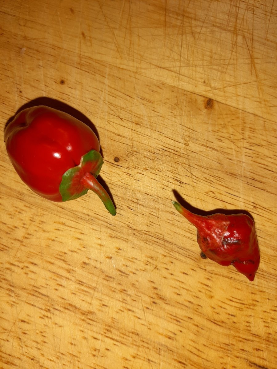 20200831_165005.jpg