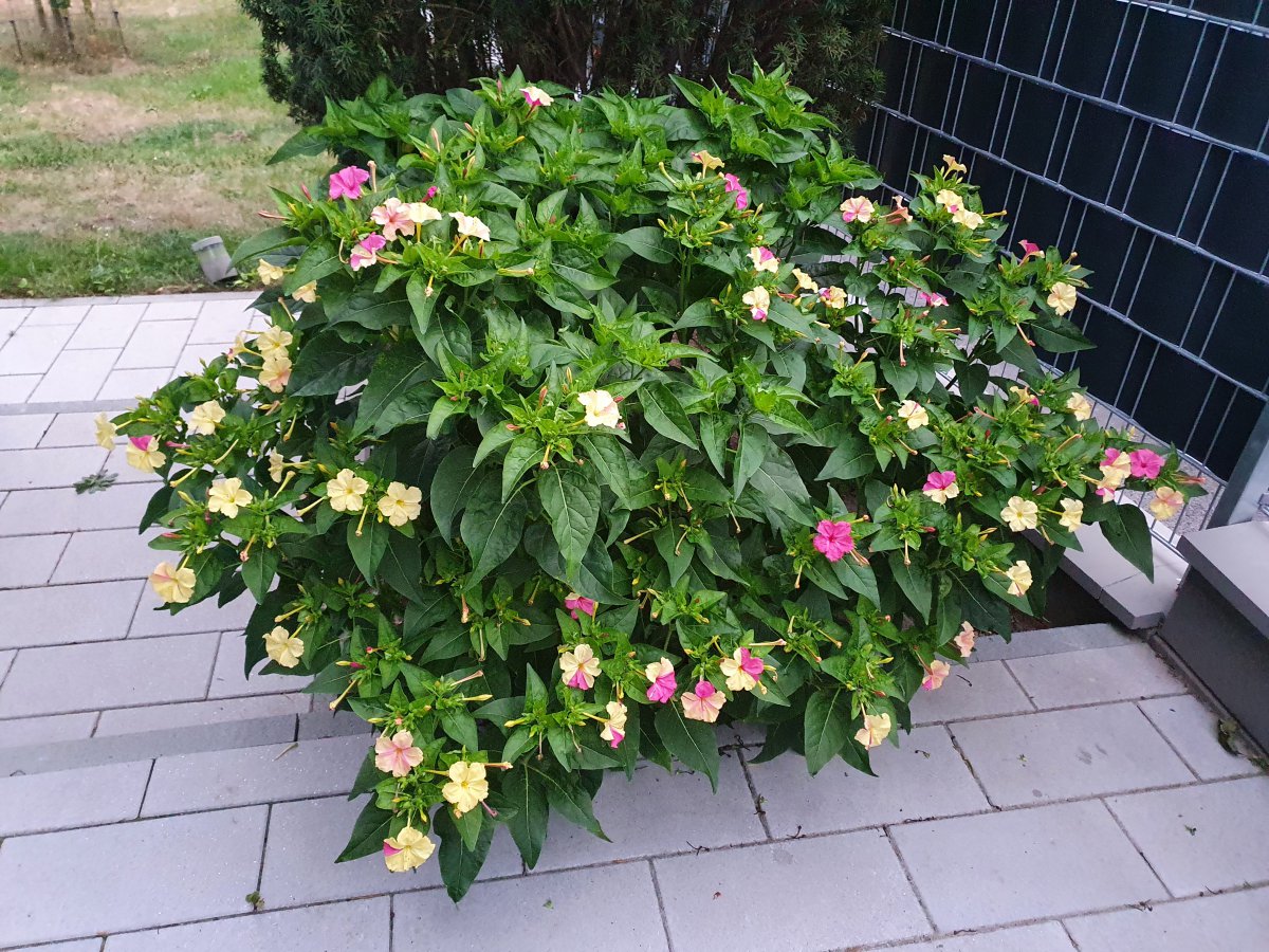 20200918_070358.jpg