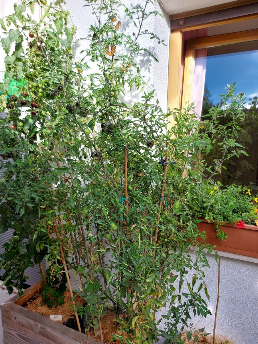 20200927_103309_copy_1387x1849.jpg