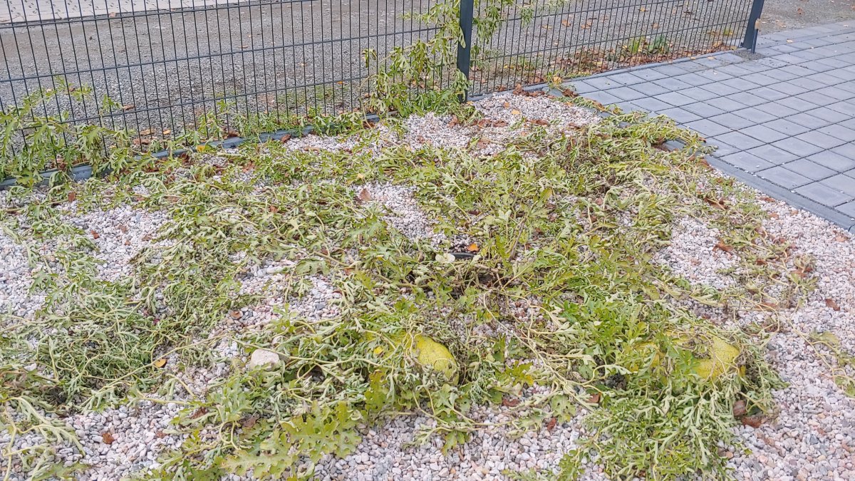 20201019_145815.jpg