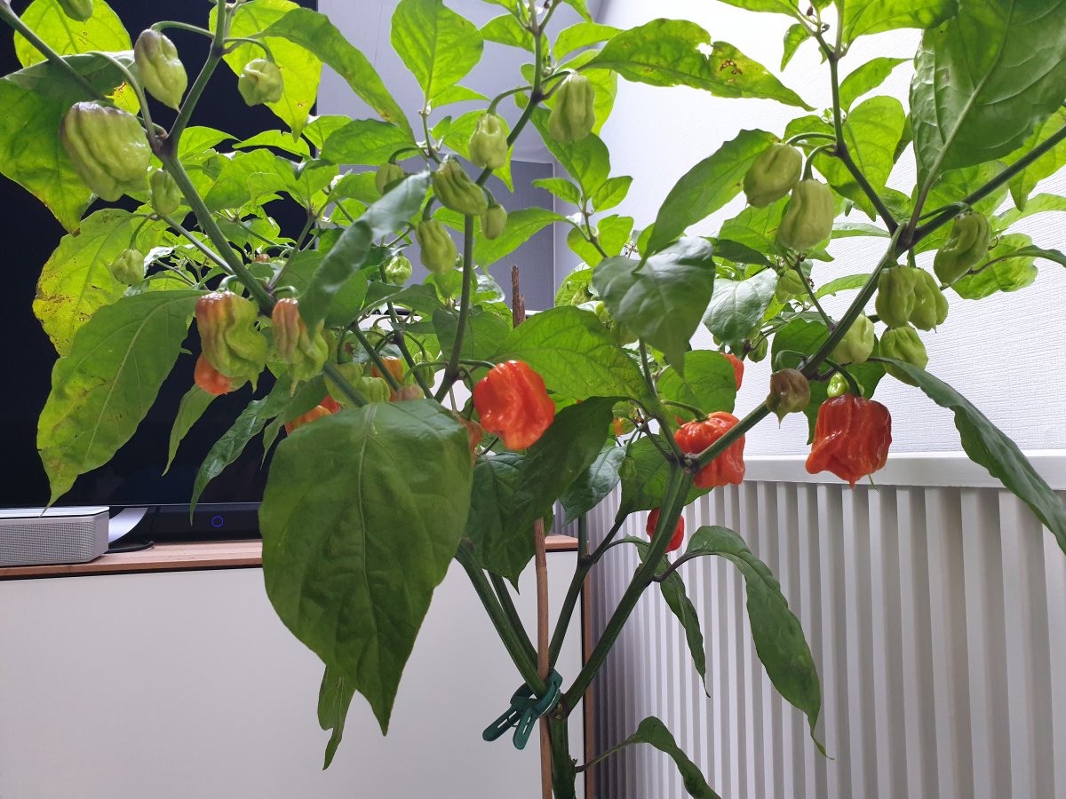20201023_170208.jpg