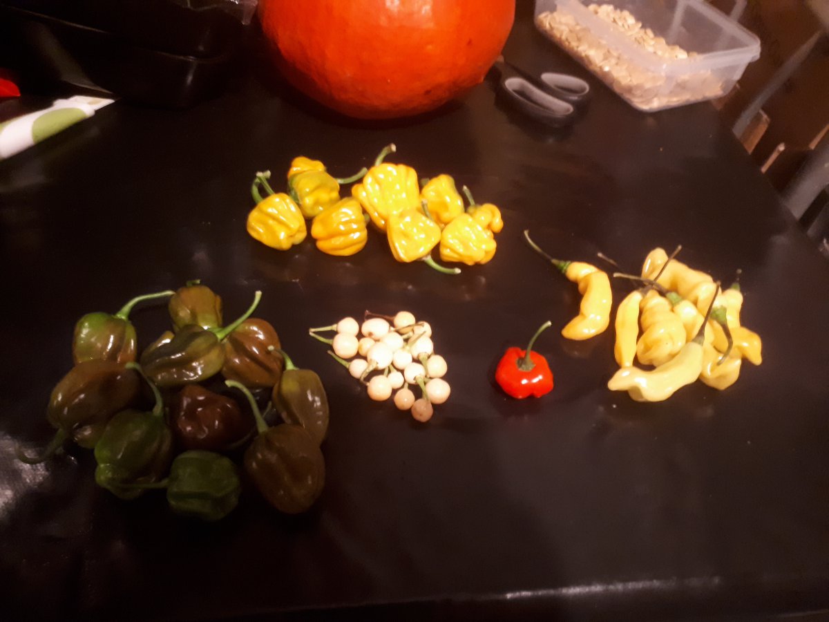 20201029_175234.jpg