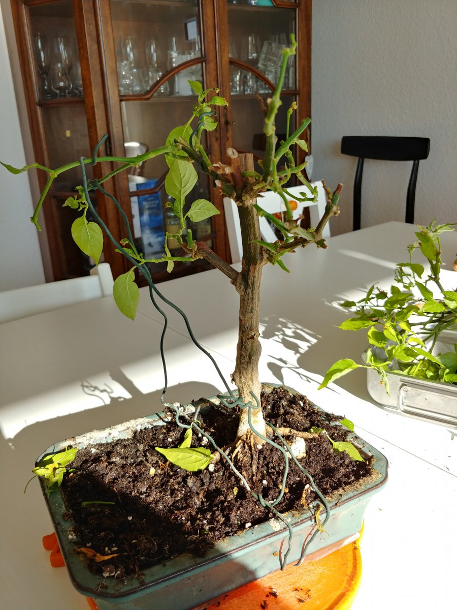 20201031_130758_HDR.jpg