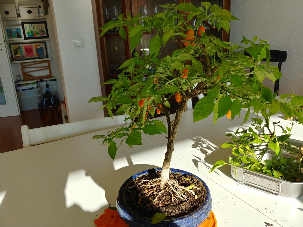 20201031_130912_HDR.jpg