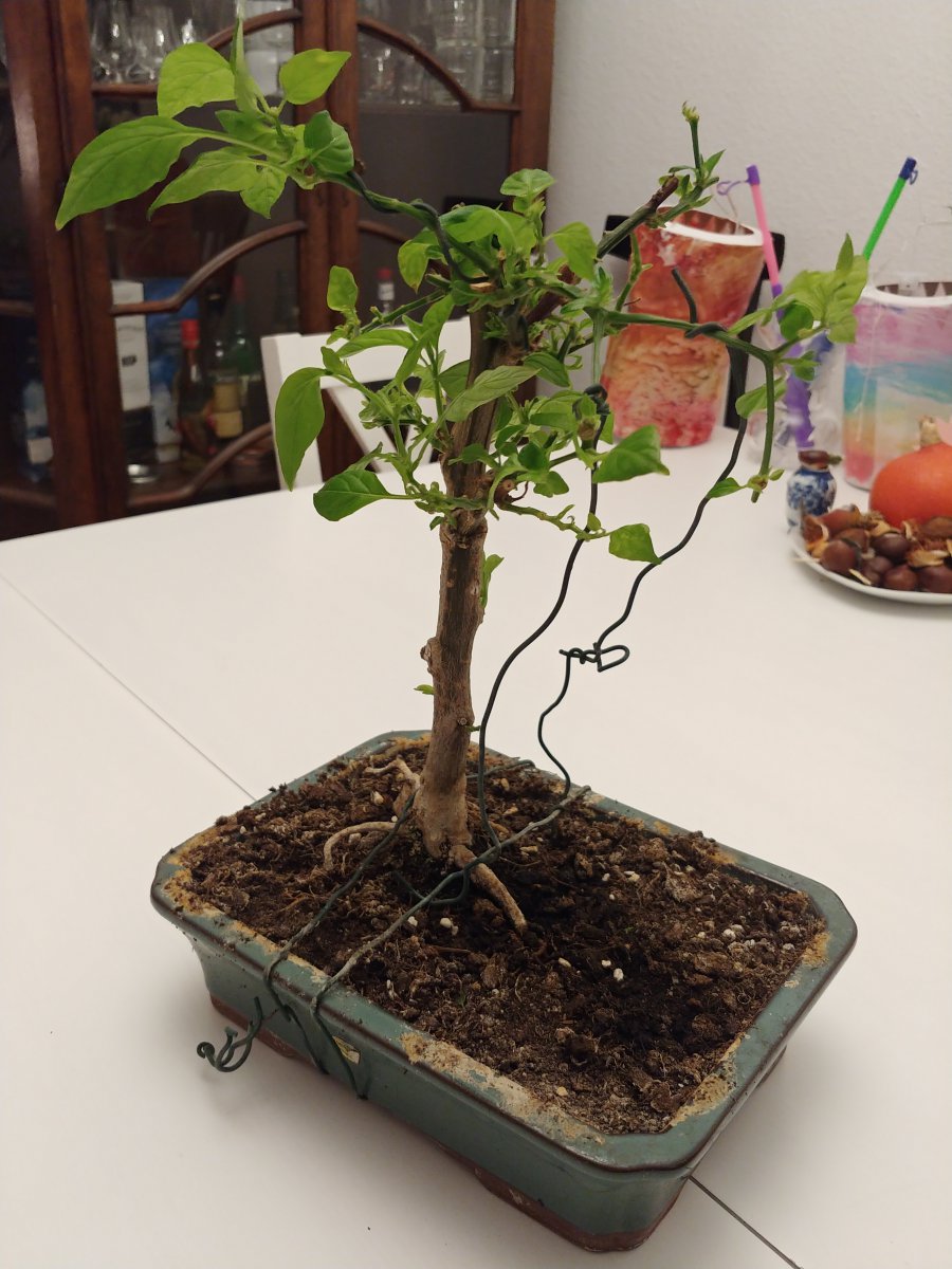 20201116_210407.jpg
