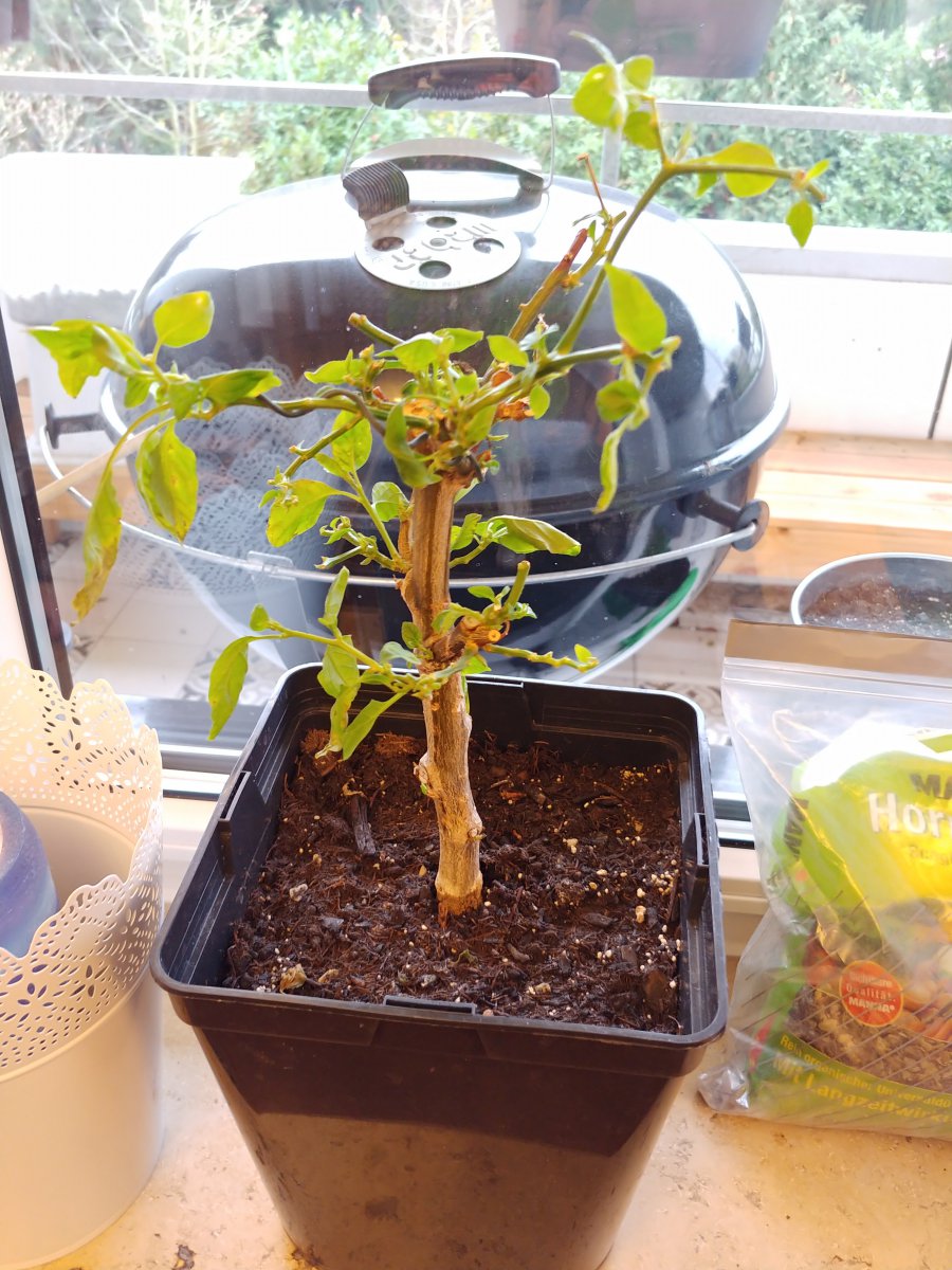 20201206_091118.jpg